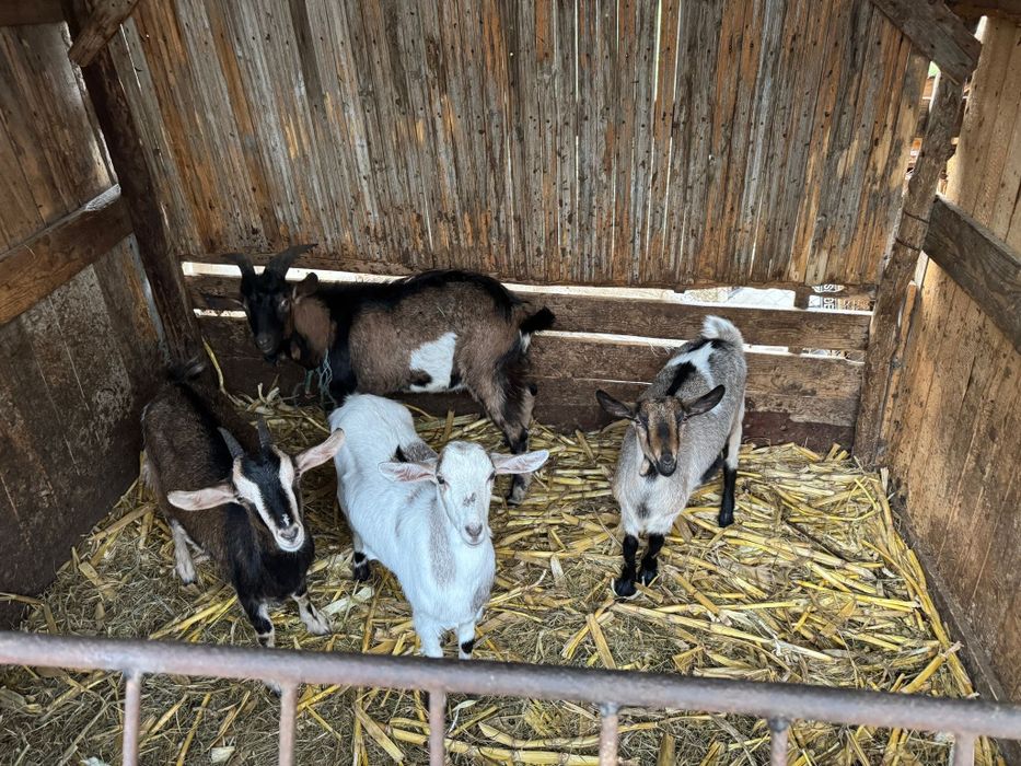 Vând capre și iezi