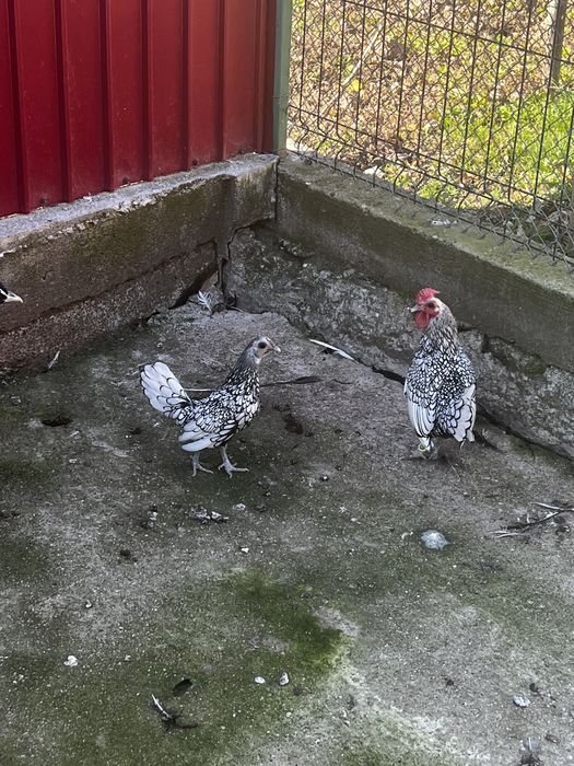 Vând găini australorp /sebright argintiu /potumbei