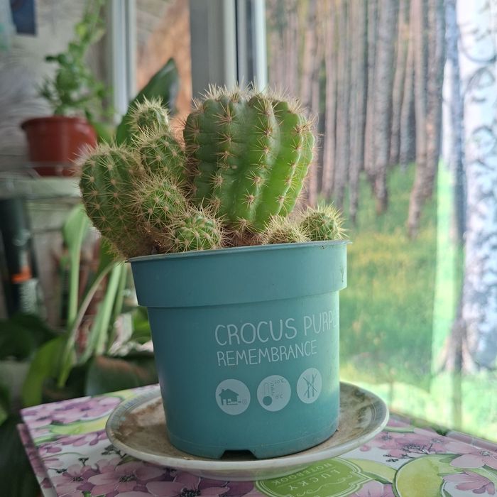 Кактус рода Эхинопсис (Echinopsis)