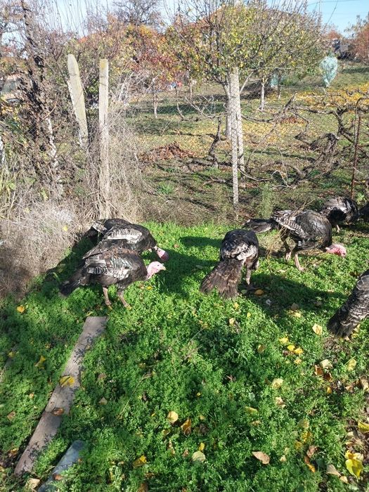 домашни селски пуйки и пуяци 9 броя  отглеждани на свобода на село  хр