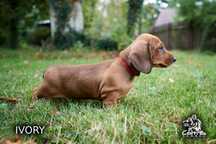 Vând pui teckel (dachshund) cu pedigree FCI