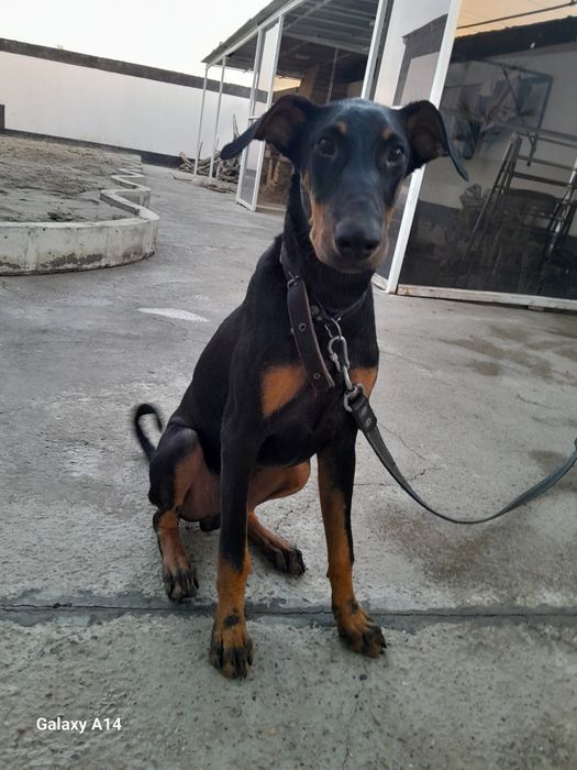 Продаётся  Доберман