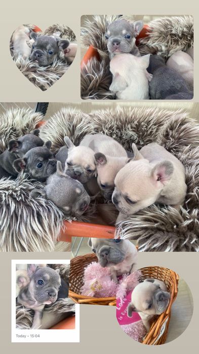 Продават се чистокръвни френски булдочета – отличен произход