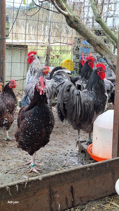 Vand cocosi diferite rase