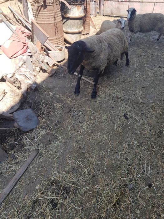 Oaie si berbec sulf