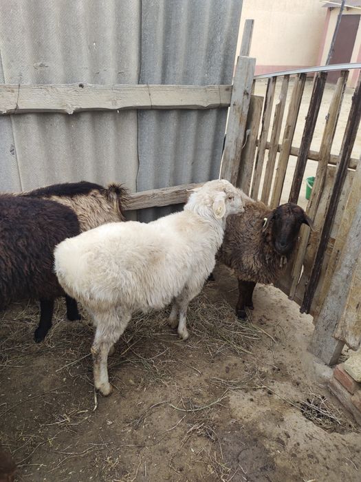 Осы ісекті ұрғашы қойға ауыстырам!