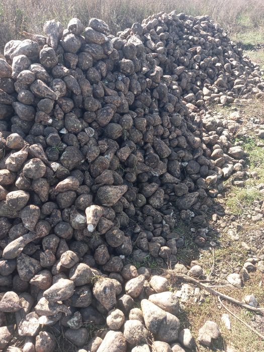 Sfeclă de zahăr de vânzare