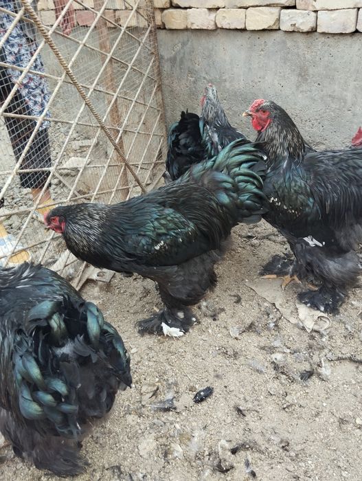 Хурозла сотилади.Брама кора.