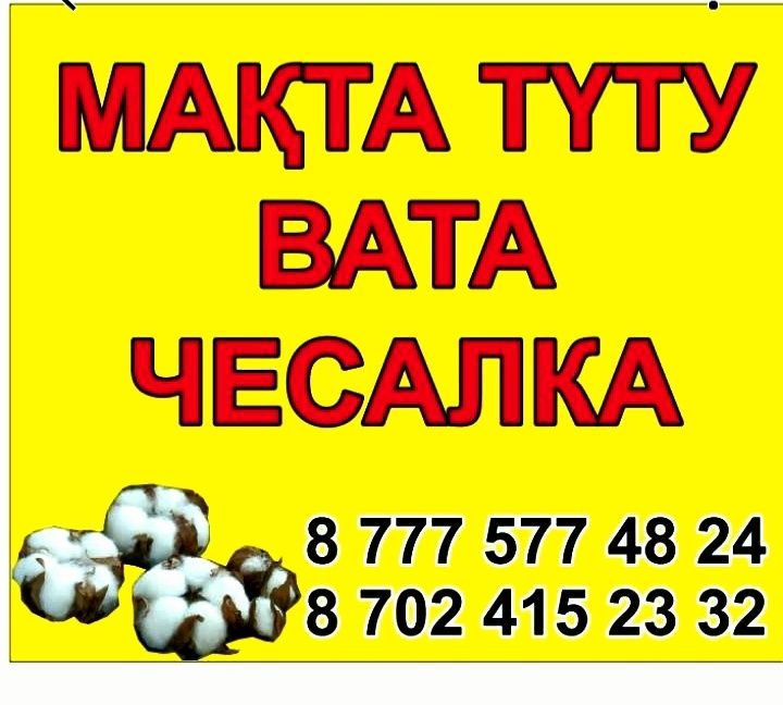 Мақта түту/ Перечес ваты