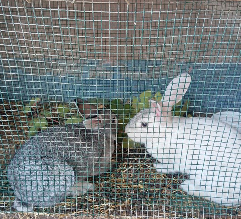 Продаются кролики девочки