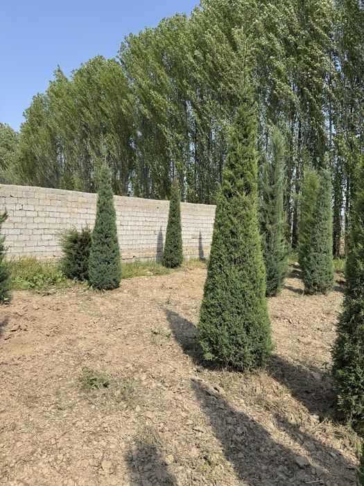 Majveniy archalarimiz sotiladi boyi 3.5m dan tanlab osela boladi