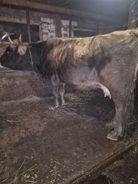 Vând vacă pentru abator