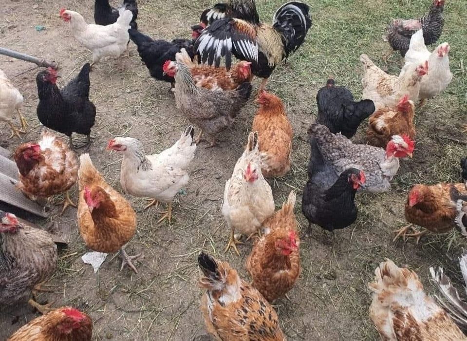 Oua de gaina 2lei buc