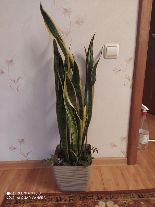 Комнатные цветы.