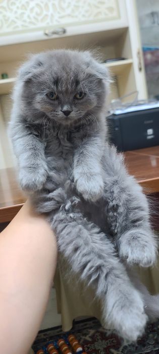 Продажа! Котята скотиш фолд