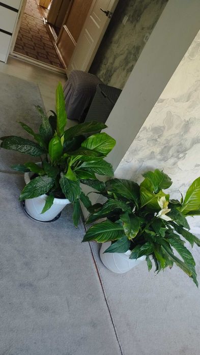 Spatifillium guli sotiladi 190 min