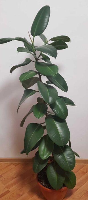 Ficus in ghiveci