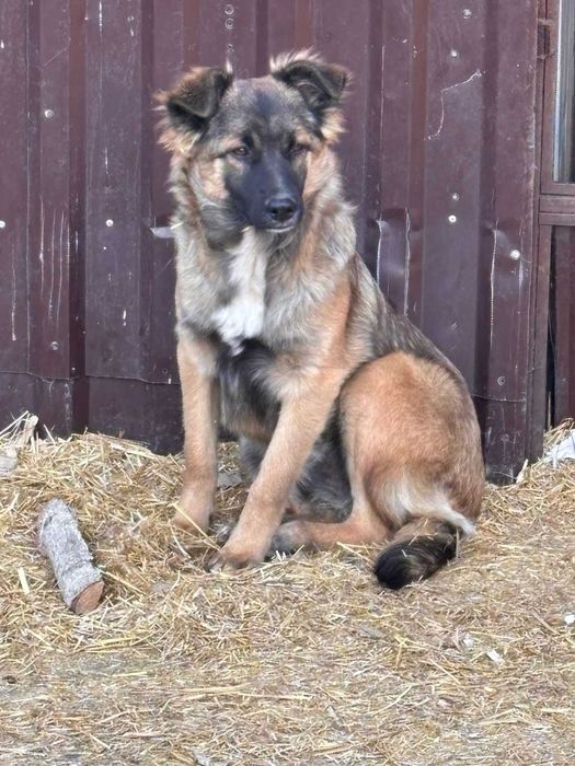 Охранница и умница готова к пристройству