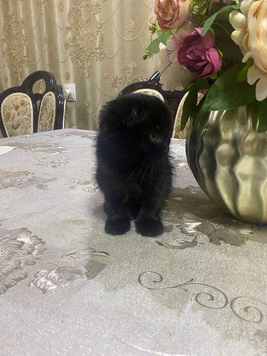 Вислоухий котенок