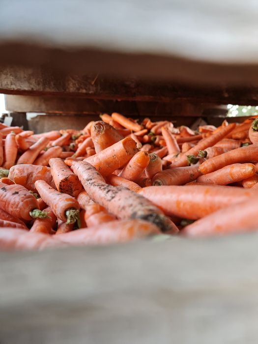 Morcov de vanzare  0,7 bani kg