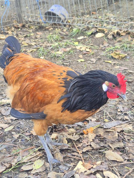 Ocazie!! Cocosi tineri rasele Brahma , Australorp, Vorverk