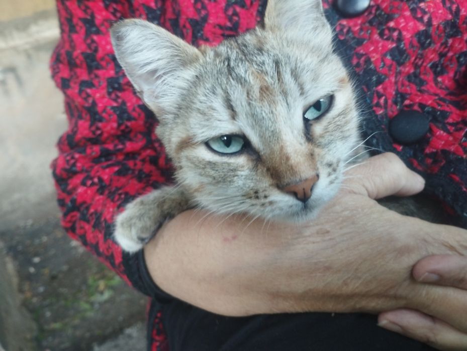 Отдам кошку в хорошие руки