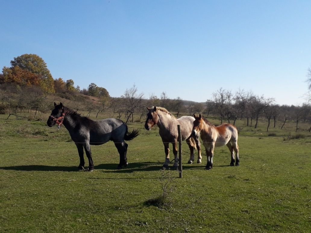 Vînd 2 căi armăsari unu de un an și al doilea de 2 ani