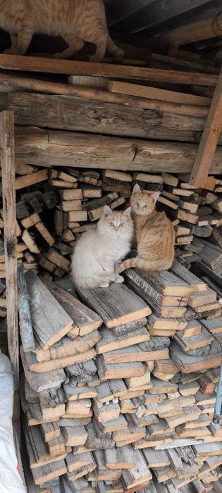 Котята в дар в добрые руки!!!