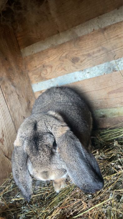 Iepuri berbec german