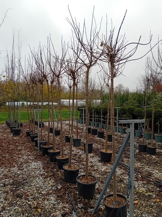 Va catalpa globulară la ghiveci