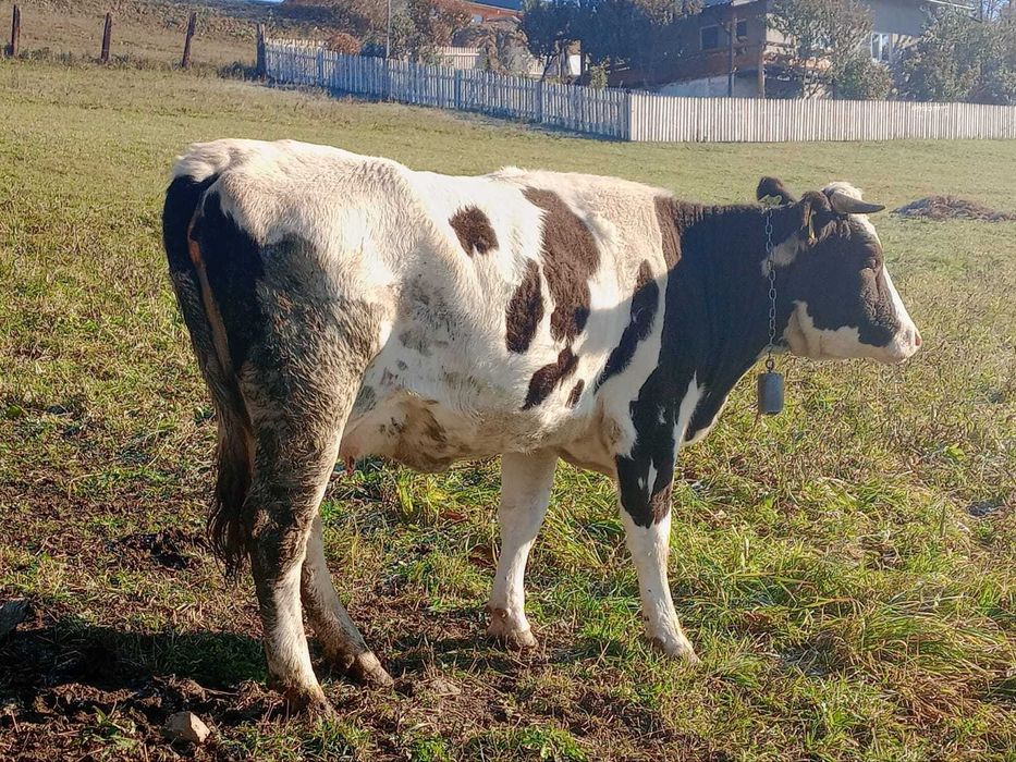 Vacă, varsta de 3 ani