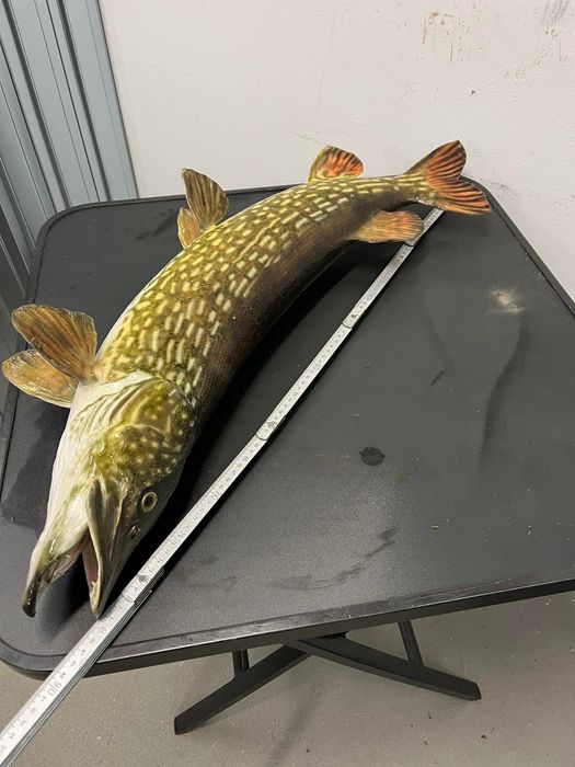 Препарирана щука - риболов