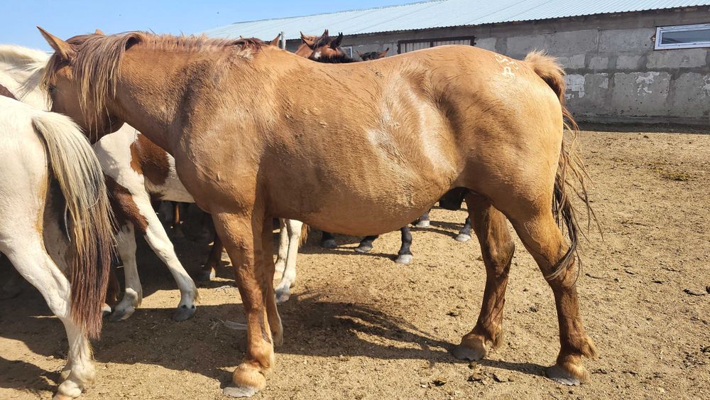 Айғыр Жеребец для разведения