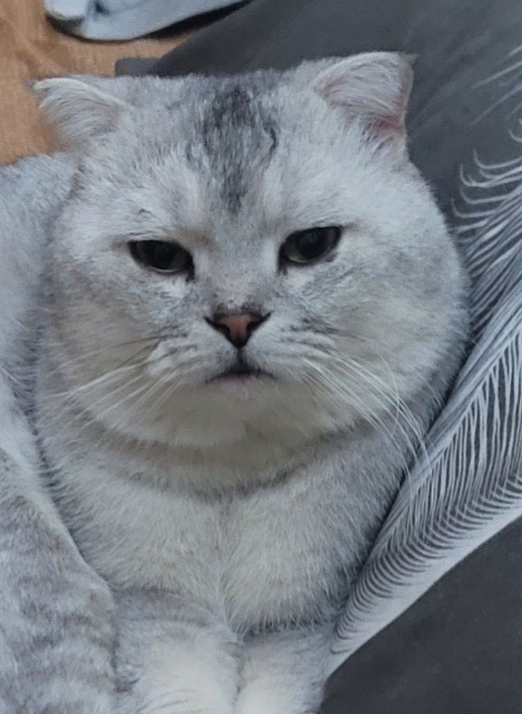 Продам  британского кота,серебристая шиншила.