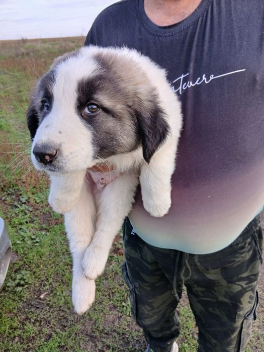 Каракачанки Българско овчарско куче.