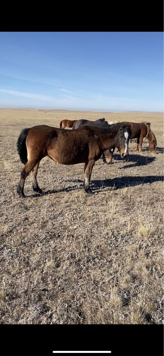 Бие қысыр, даланың малы, сатылады