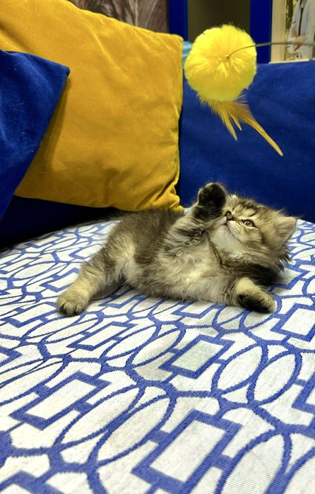 Шотланский Сеоттиш Страйт! Шиншилла золото!