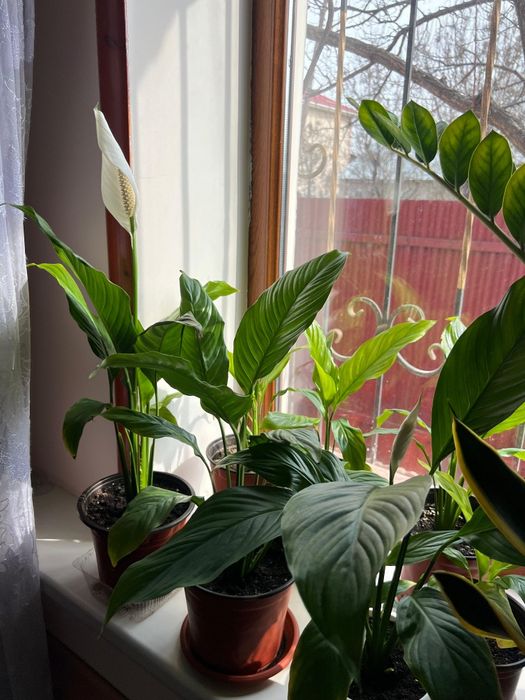 Комнатные цветы разные