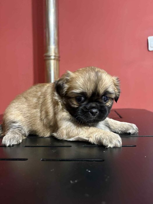 малки кралски пекинезчета