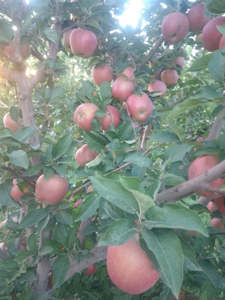 Продам яблоки с сада
