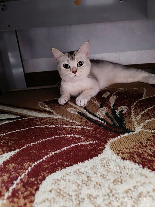 Silver shinshila srochna sotiladi