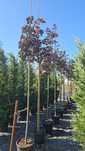 Acer platanoides- Acer crimson king- Tei de floare - Catalpa globulara