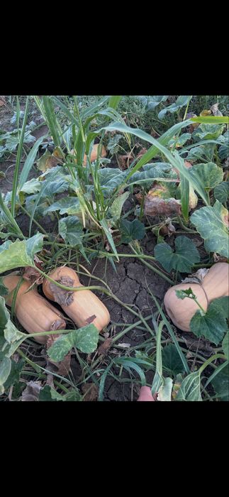 Vând dovleci matilda