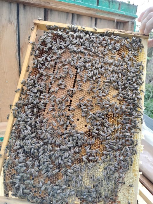 Vând roiuri și familii de albine cu mătci tinere ,50 lei rama .