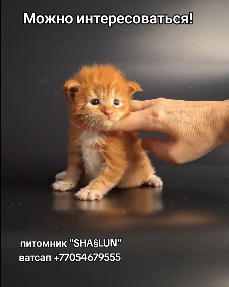 Мейн-кун, котёнок из питомника