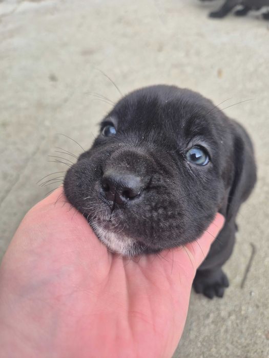 Кане Корсо / Cane Corso
