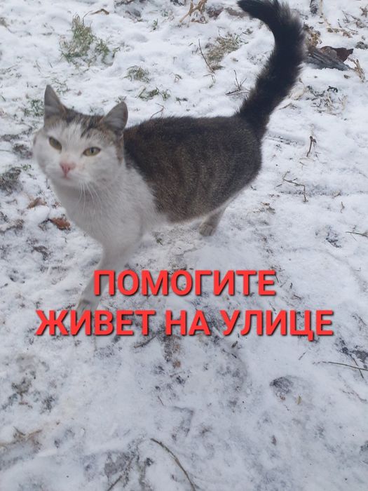 МУРКА срочно ищет дом