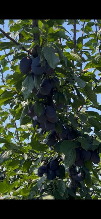 Prune Stanley pentru tuica