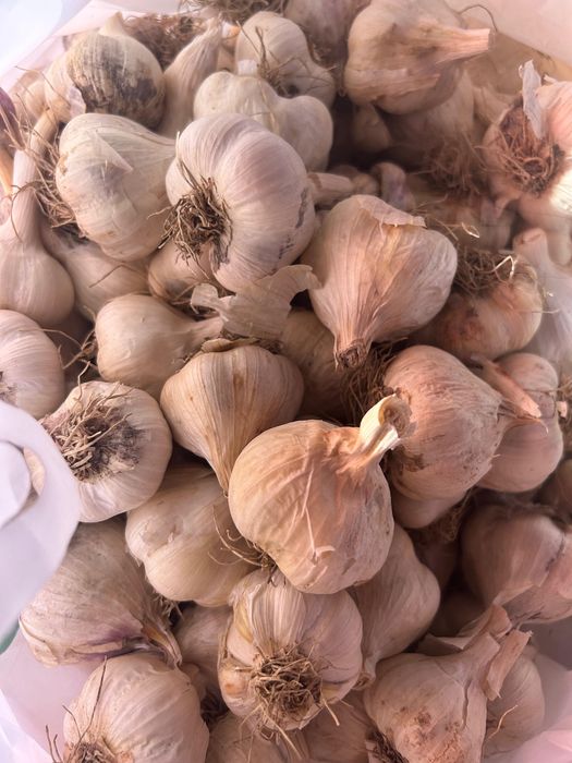 Usturoi românesc BIO din Copălău – gust autentic, 100% natural