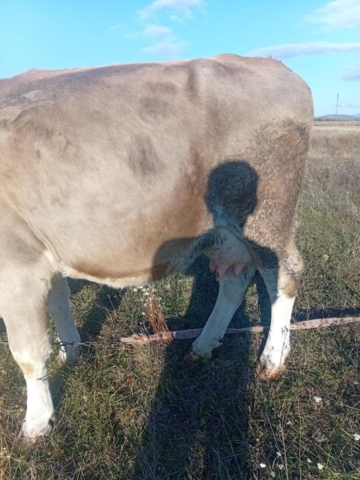 Vând vaca bălțată romaneasca 4 ani gestanta